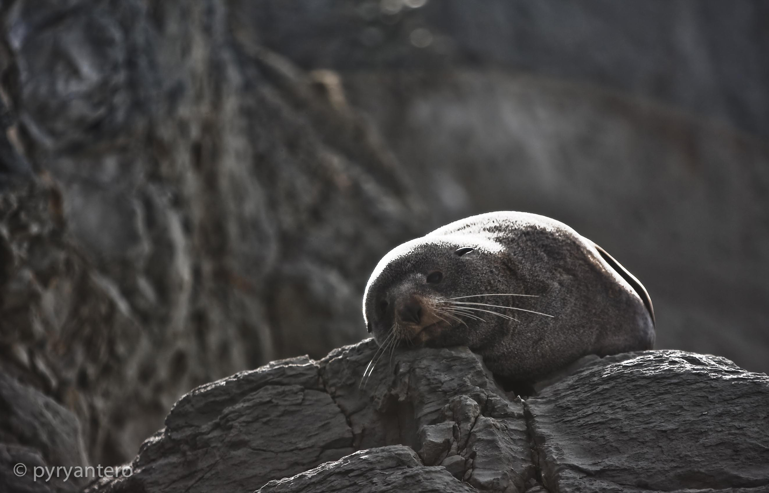 Seal sunbathing, Seal colony, Kaikoura, South Island, New Zealand. Pyry Antero Pietiläinen Photography, pyryantero