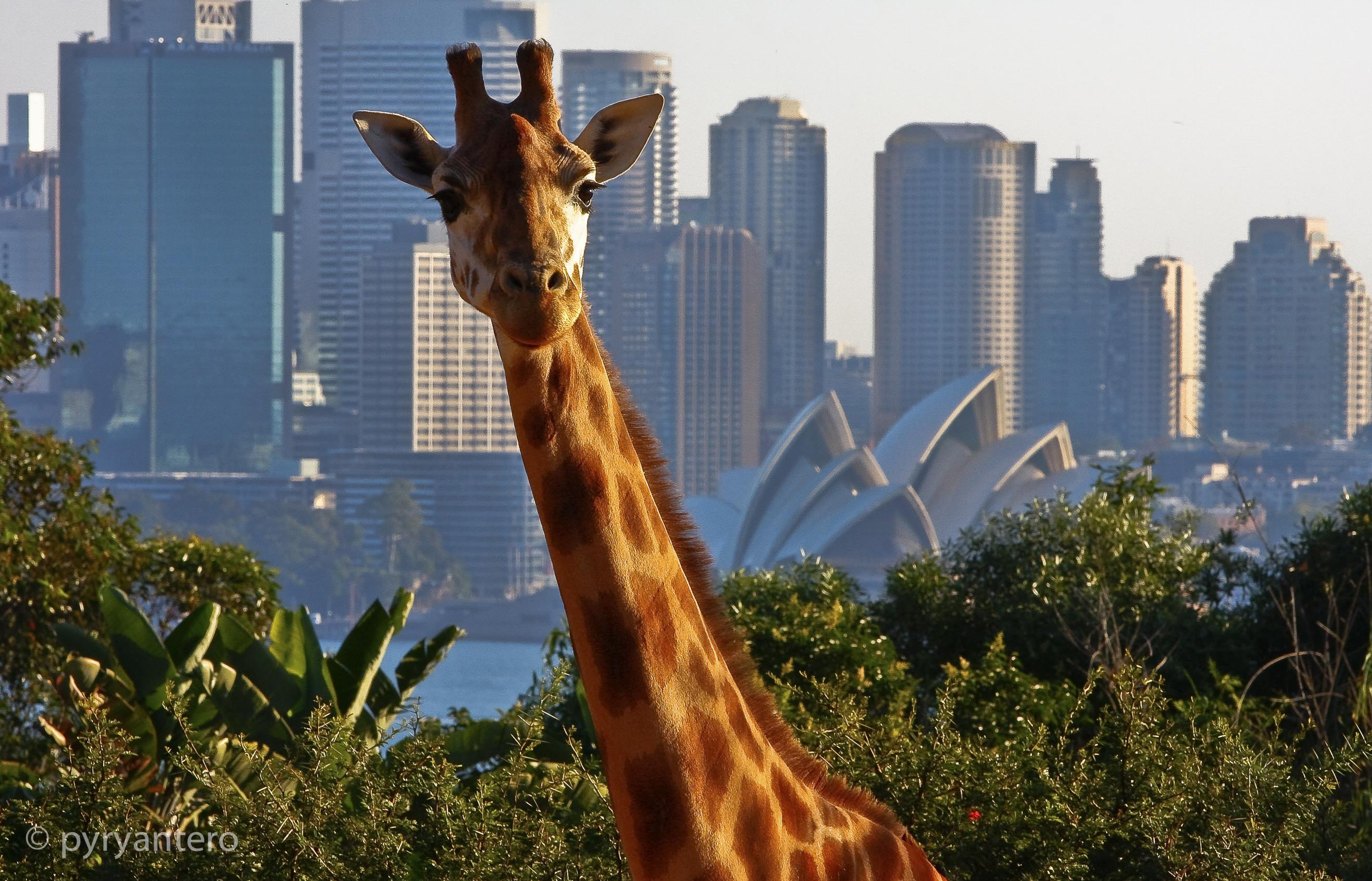 Giraffe in Taronga Zoo. In the backgound is Sydney Opera House in Sydney, Australia. Pyry Antero Pietiläinen Photography, pyryantero