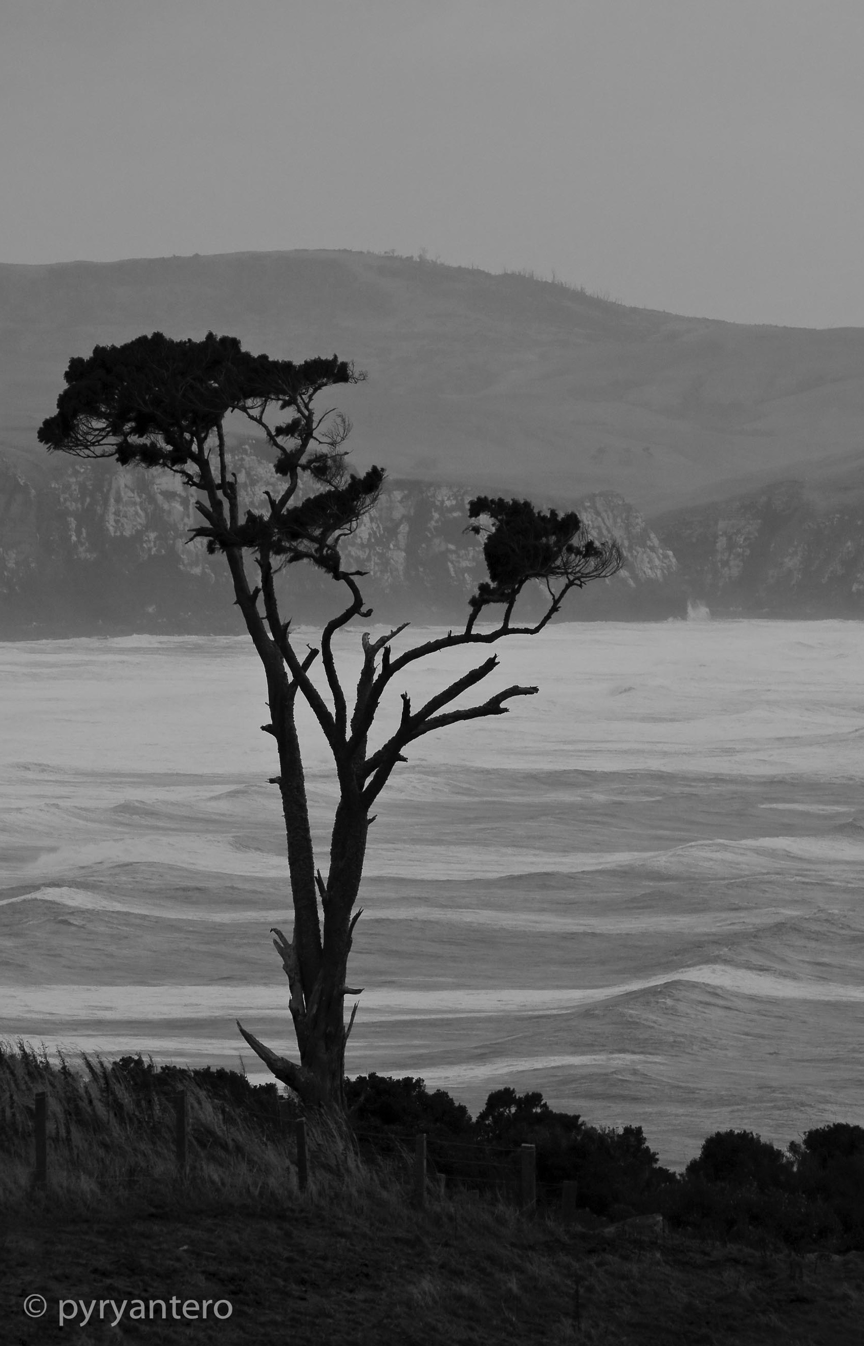 Lonely Tree, South Island, New Zealand. Pyry Antero Pietiläinen Photography, pyryantero