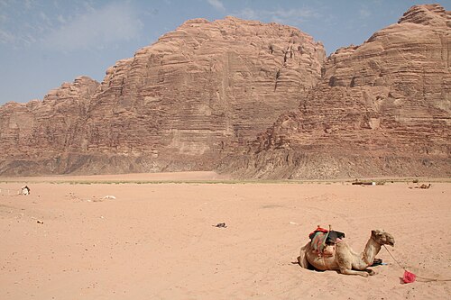 A camel resting in Wadi Rum, Jordan