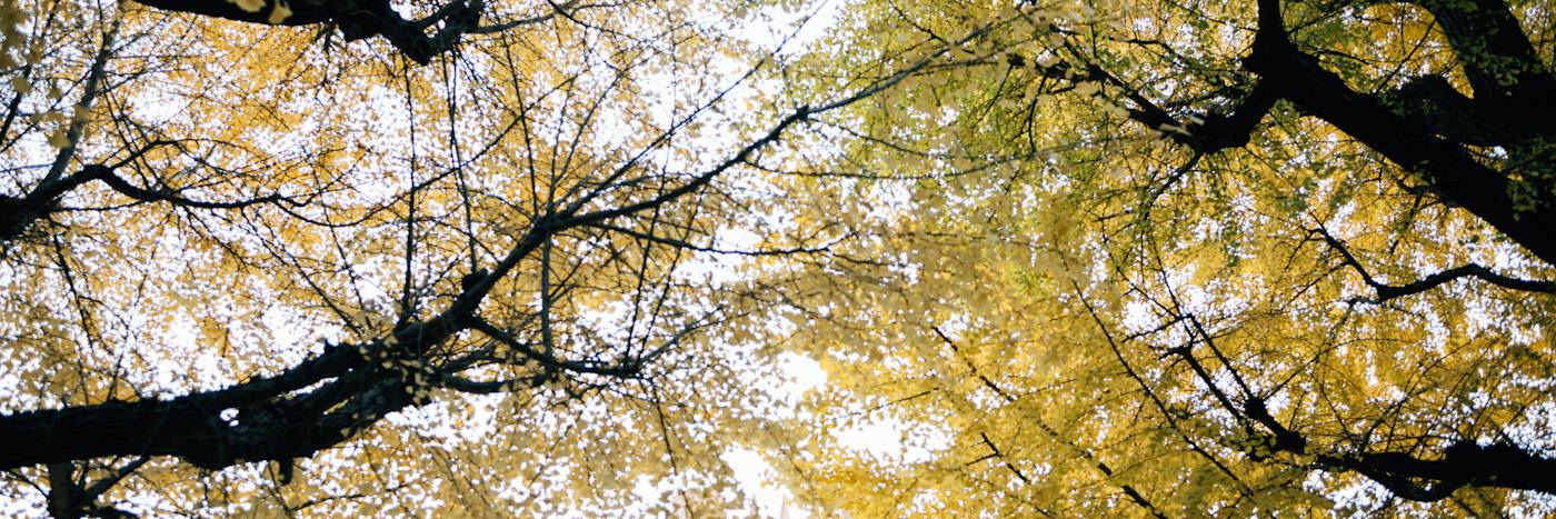 Autumn branches. Photo: Tsuyoshi Kozu / Unsplash